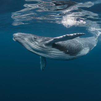 Meet some of the ocean's most beautiful creatures — and the groundbreaking 50-year-old law that protects them Meet some of the ocean's most beautiful creatures — and the groundbreaking 50-year-old law that protects them
