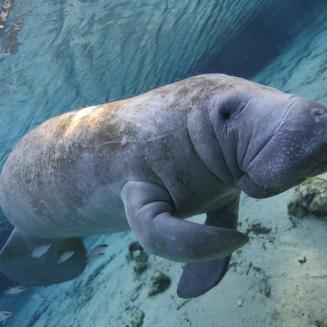 A manatee swimming underwater