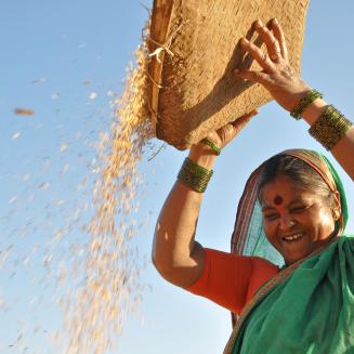 woman in India working with rice