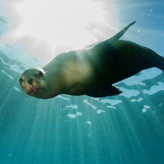 A sea lion underwater looking at the camera