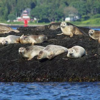 A bunch of grey seals lying on a dark beach