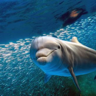 A dolphin underwater looking at the camera