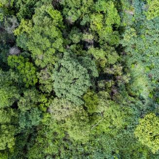 Aerial view of Brazil's rainforest