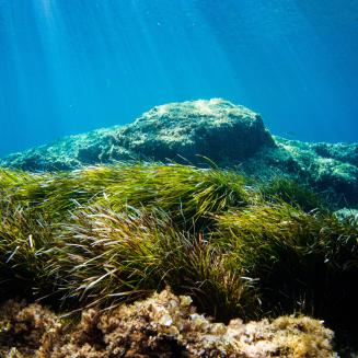 Underwater shot with rocks and seaweed