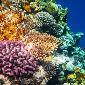 A colorful underwater coral reef