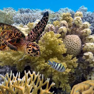 A sea turtle chasing a fish to bully him in the Great Barrier Reef