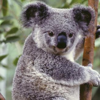 A koala who honestly looks pretty annoyed to be having his picture taken clings to a tree