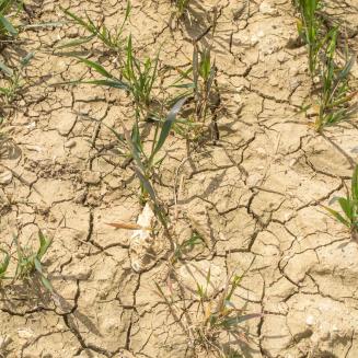 Close up of dry and broken ground with little green plants sprouting out
