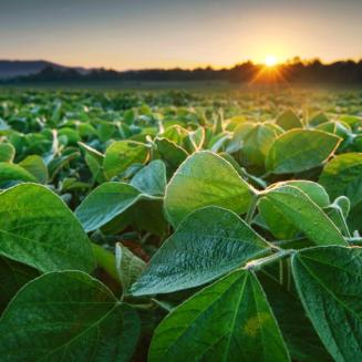 A sunrise over a field of green crops