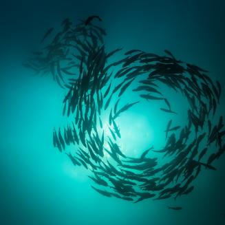 Underwater shot of a school of fish circling around