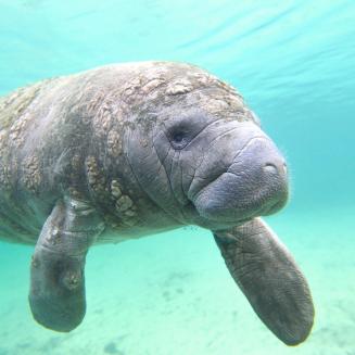 A manatee swimming in clear waters