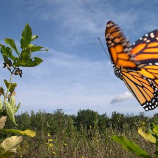A Monarch butterfly flying through a field