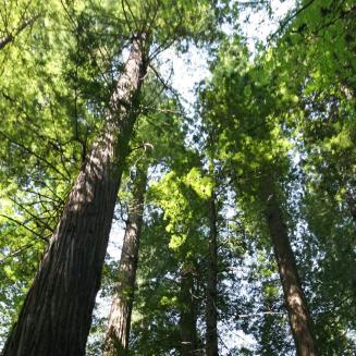 Low angle shot of a forest through the trees