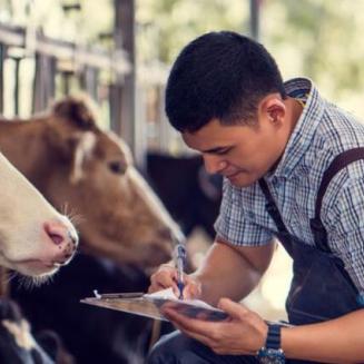 Man with clipboard working with cows