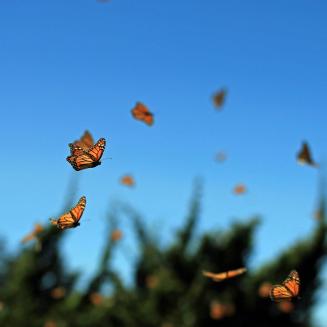 A kaleidoscope (which is what you call a group of butterflies, how fun is that?) of Monarch butterflies flying through a field