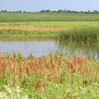Natural wetland in Iowa countryside, with a cornfield in distance