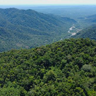 A scenic shot of Amazon rainforest in Ecuador