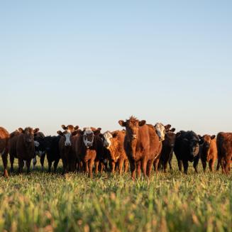Group of cows standing in a field