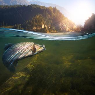 The camera is partially submerged to show both above and underwater, with a fish being caught on a hook in the foreground