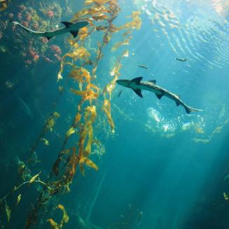 An underwater shot of some sharks and fish swimming around long strands of seaweed