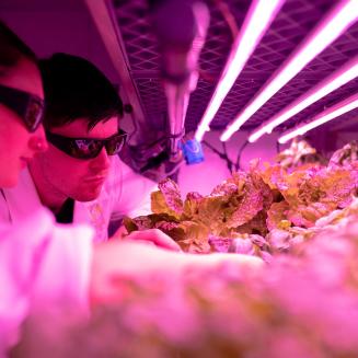 Engineers monitor crops in sustainable indoor farm