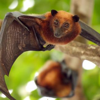 A flying fox hanging from a tree. At first I thought it was weird they call this bat a flying fox when it's just a bat, but then I looked up how big they are, and it is terrifyingly big for a bat. So, yeah, flying fox.