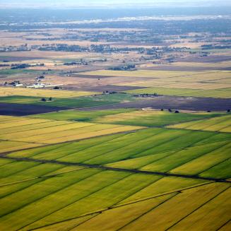 Aerial view of green rice paddy fields near Sacramento, California