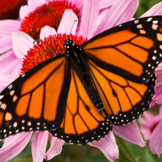 Monarch butterfly on pink coneflower