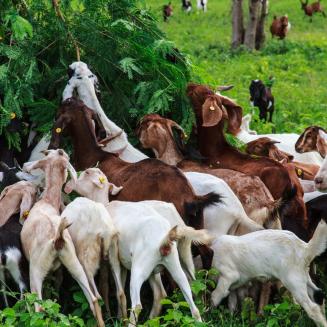 A bunch of goats just having a feast on some shrubbery