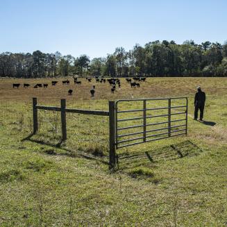 Person standing near cattle