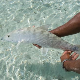 Hands holding a white bonefish above clear ocean water in the Bahamas