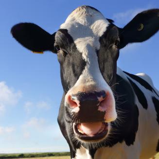 A cow with mouth agape looking directly into the camera