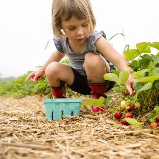 Cute child in red boots crouching down in a field to pick strawberries