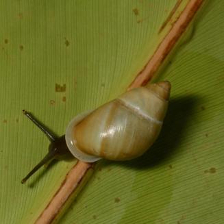 A partula snail crawling on a leaf