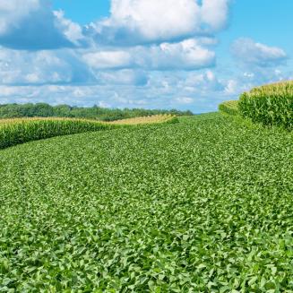 A lush farm field on rolling hills, with rows of corn and a partly cloudy blue sky.