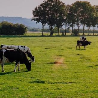 Cows graze in a green field.