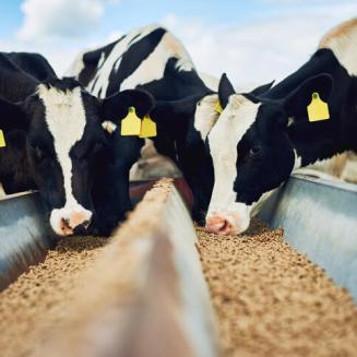 Cows feeding at a trough