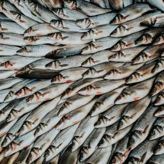 Fish laid out in overlapping layers