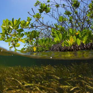 Underwater view of mangroves