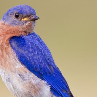 An eastern bluebird looking back at the camera in a pose a model would be jealous of