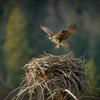 Osprey in flight just above its nest