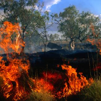 Close view of a fire burning in vegetation, with blue sky visible in the background
