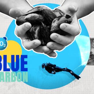 Title card of video about blue carbon