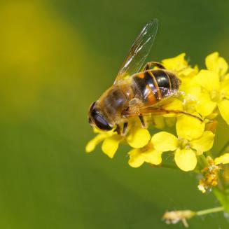 A little ole bee just hanging out on a yellow flower having the time of his life