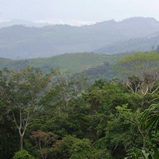 Tropical rainforest in Chiapas, Mexico