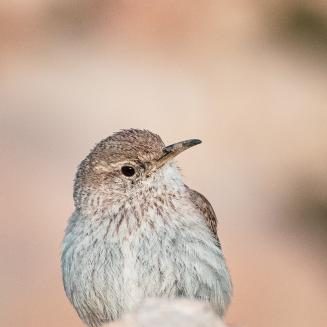 Closeup of a rock wren looking quizzical at Joshua Tree National Park