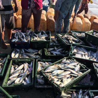 A group of people standing around baskets of recently caught fish