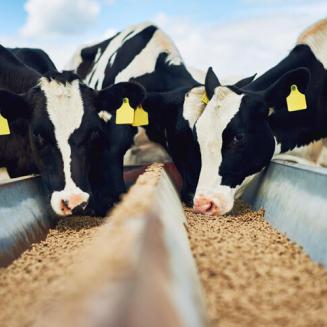 Cows eating from troughs
