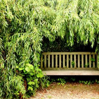 Wooden park bench tucked back under a large green shrub