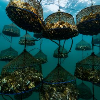 Oyster traps underwater at a Japanese oyster farm